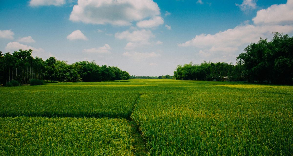 pexels-kelly-1179532-2888333